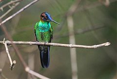 Violet-fronted Brilliant